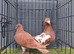 chocolate Red Muleman Breeder pair.