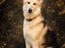 Shawhead German Shepherds