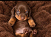 Miniature dachshund puppies