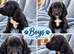 Sprocker puppies