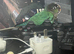 Torquise conure looking for a new home in Leeds