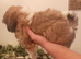Shih tzu boy
