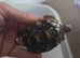 Leopard Tortoises