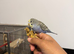 Tame Baby Budgies
