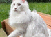 Maine coon kittens