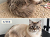 Cat Grooming In Swindon