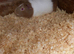 Male Guinea Pigs for sale