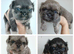 LAST BOY KC BLUE DOBBIE/FAWN IMPERIAL PUPPY