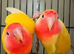 Breeding pair of lovebirds with cage