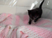 Cute and fluffy kittens almost ready