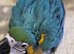 Ready Now &ndash; Baby Hand-Reared Super Tame Blue & Gold Macaw &ndash; Warrington
