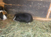 Adult male guinea pigs
