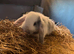 Baby mini lops