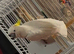 Male cockatoo Glasgow