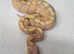 Hatchling royal/ball pythons