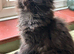 Beautiful Mainecoon kittens