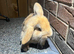 Male lop rabbit