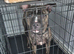 Sharpei cross staff
