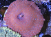 Superman mushroom/ discosoma