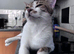 Tabby x needs loving home