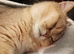 GCCF Golden British Shorthair Girl