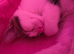 Beautiful kittens
