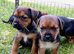 Border x jack russell pups