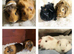 Guinea pig pups for sale in Peterborough