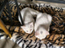 Turkish Angora kittens