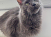 Blue Maine coon boy