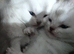 Scottish fold kitten.READY MONDAY.