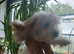 Maltese puppy