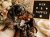 Miniature dachshund puppies