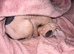 Male 10 week Sphynx