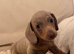 Dachshund 2boys 1girl