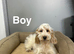 Rain handsome lemon roan boys ready for loving family