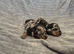 MINI SMOOTH DASCHUNDS READY JULY 8TH