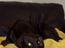Adult Doberman