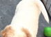 Ready now !! REDUCED shar pei 1 boy