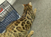 Female purebred 4yr old spayed bengal