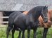 Fairytale Friesian Mare