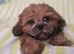 Kc registered shih tzumale for sale