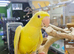 Lutino Alexandrine Baby hand reared,29