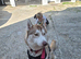 Male husky to be rehomed