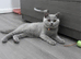 Pedigree Registered Male, CHAMPION BLOODLINE BSH