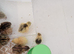 Coturnix quail chicks