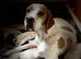 Stunning Pedigree pointer puppies- will steal your heart