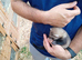 Semi-angora kits