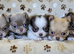 Stunning Russian/Thai long coat puppies