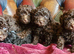 Gorgeous toy poodle puppys. Health tested parents